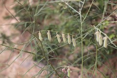 Crotalaria montana